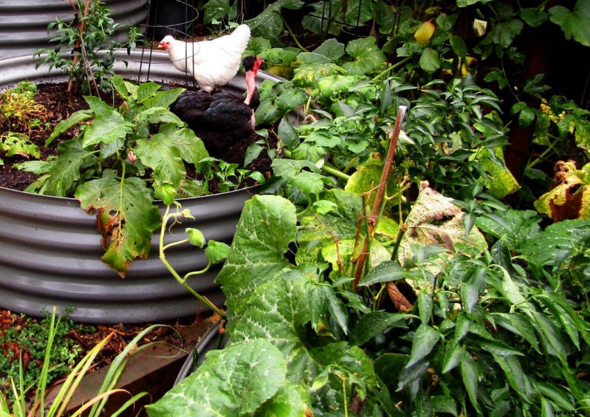 Dealing with Slugs and Snails: The Gardeners Scourge