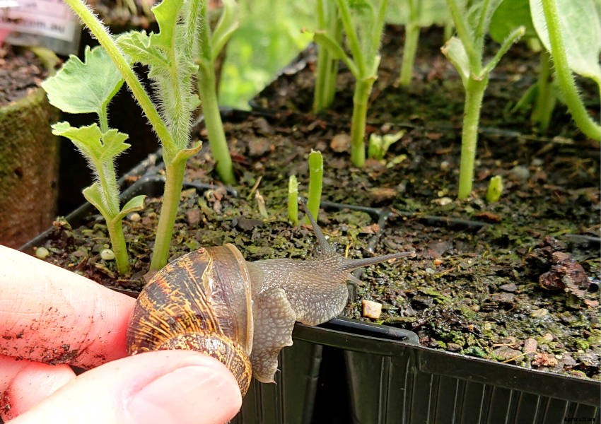 Dealing with Slugs and Snails: The Gardeners Scourge