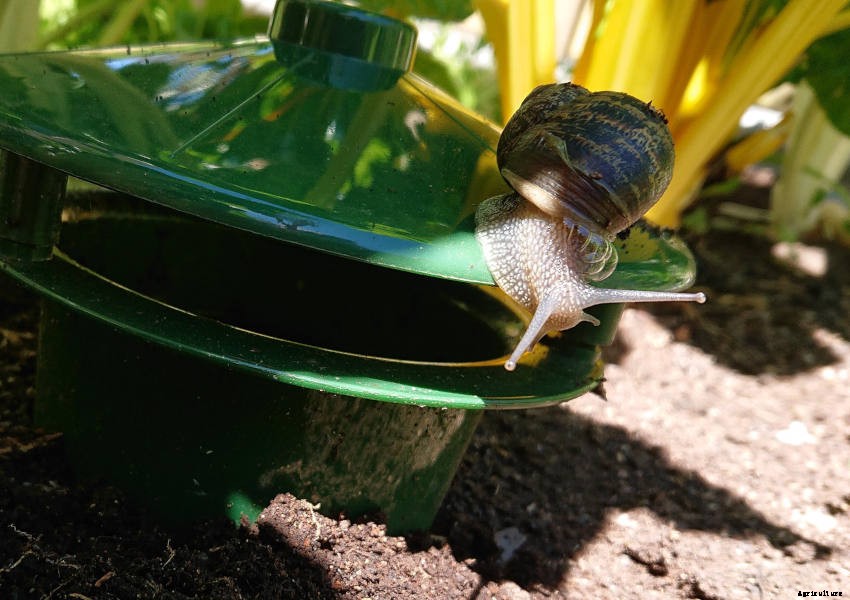 Dealing with Slugs and Snails: The Gardeners Scourge