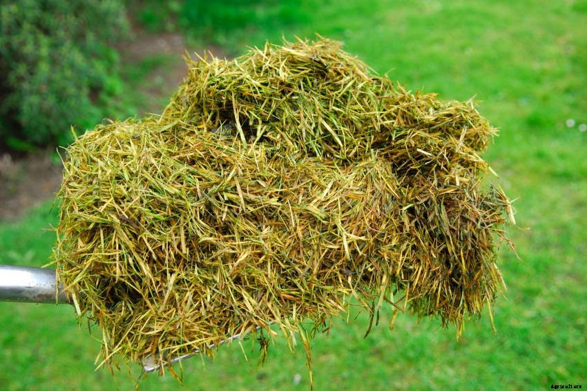 5 Beneficial Ways to Use Grass Clippings after Mowing Your Lawn