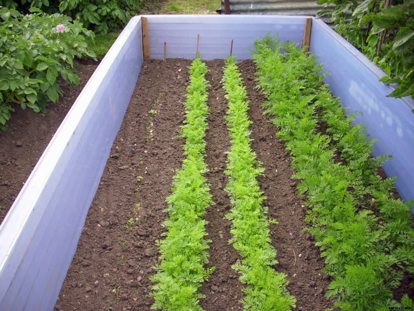 Using Succession Planting to Improve Your Veggie Gardening Results