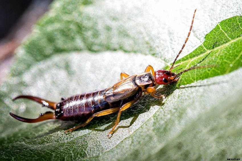 Earwig, Friend or Foe? - Why the Earwigs Reputation as a Pest is Exaggerated