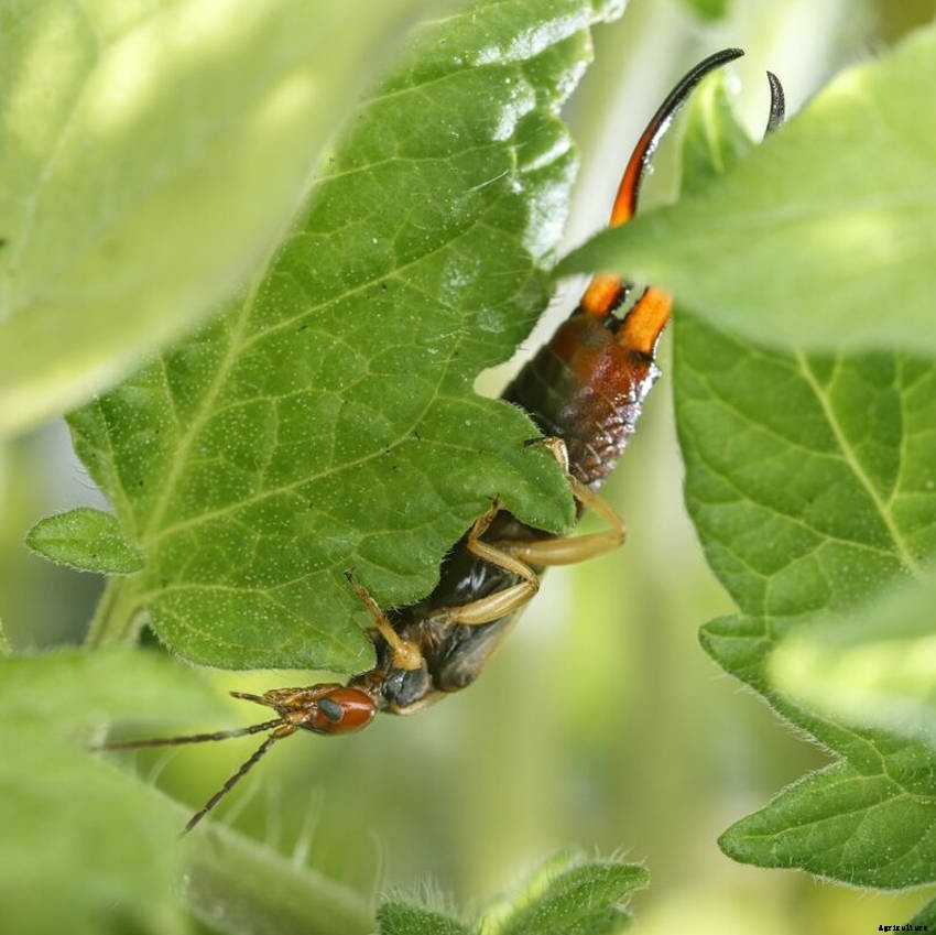 Earwig, Friend or Foe? - Why the Earwigs Reputation as a Pest is Exaggerated