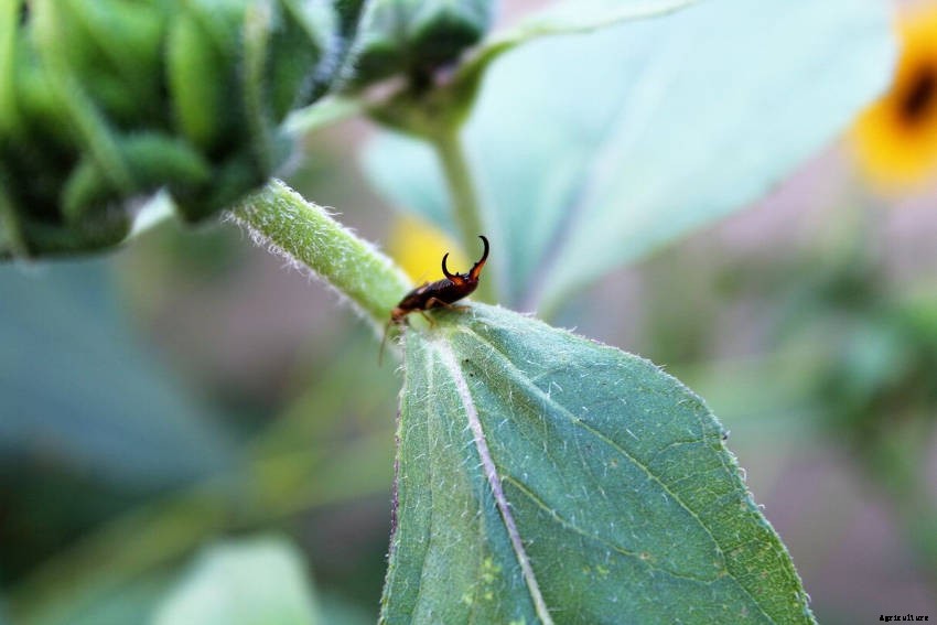 Earwig, Friend or Foe? - Why the Earwigs Reputation as a Pest is Exaggerated