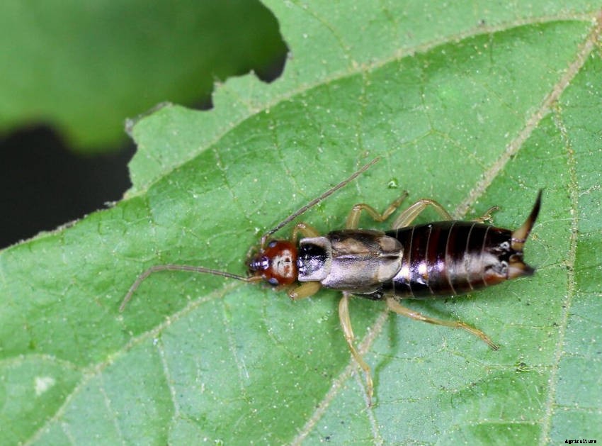 Earwig, Friend or Foe? - Why the Earwigs Reputation as a Pest is Exaggerated