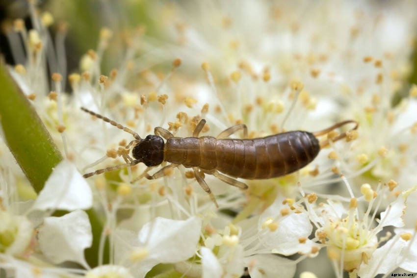 Earwig, Friend or Foe? - Why the Earwigs Reputation as a Pest is Exaggerated