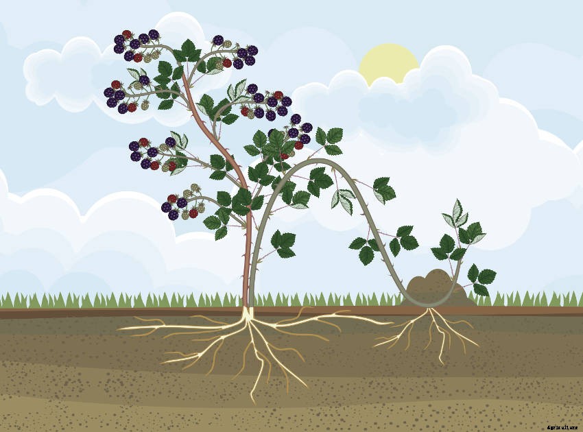 How to Propagate Perennial Plants Using Layering