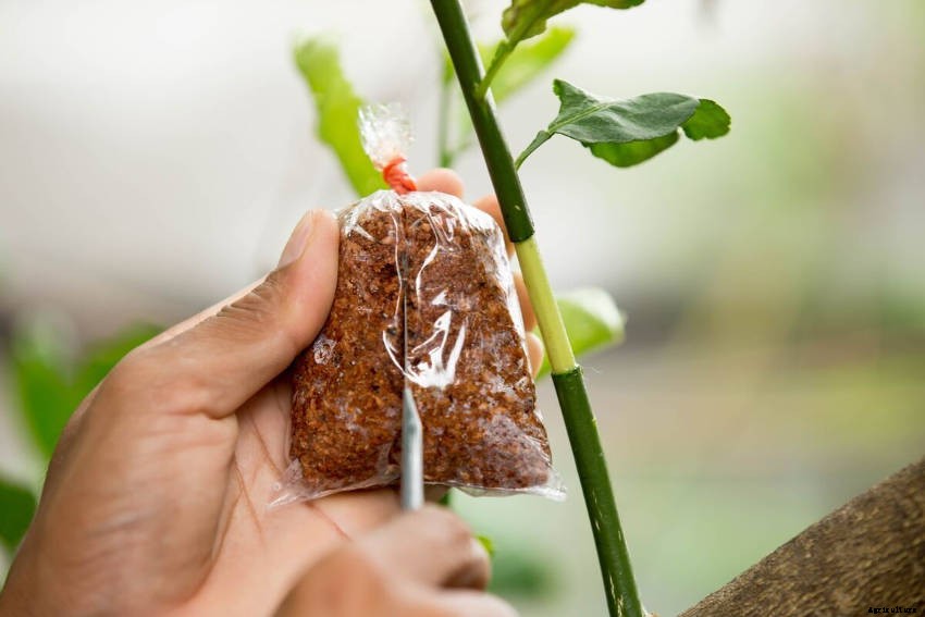 How to Propagate Perennial Plants Using Layering