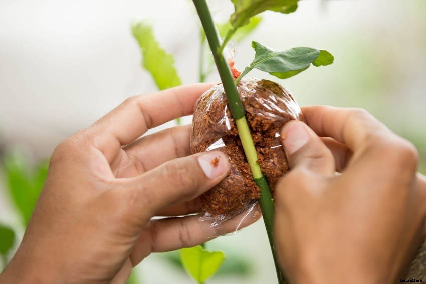 How to Propagate Perennial Plants Using Layering