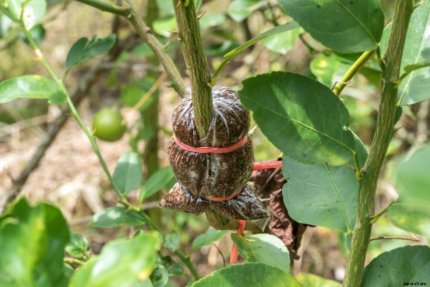 How to Propagate Perennial Plants Using Layering
