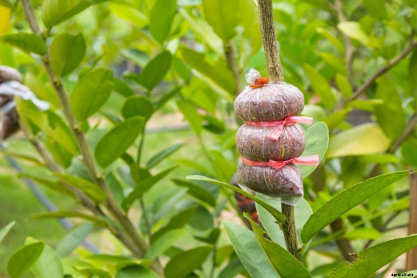How to Propagate Perennial Plants Using Layering