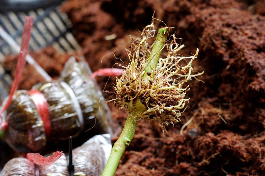 How to Propagate Perennial Plants Using Layering