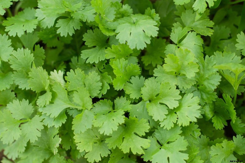 How to Grow Coriander Successfully from Seed