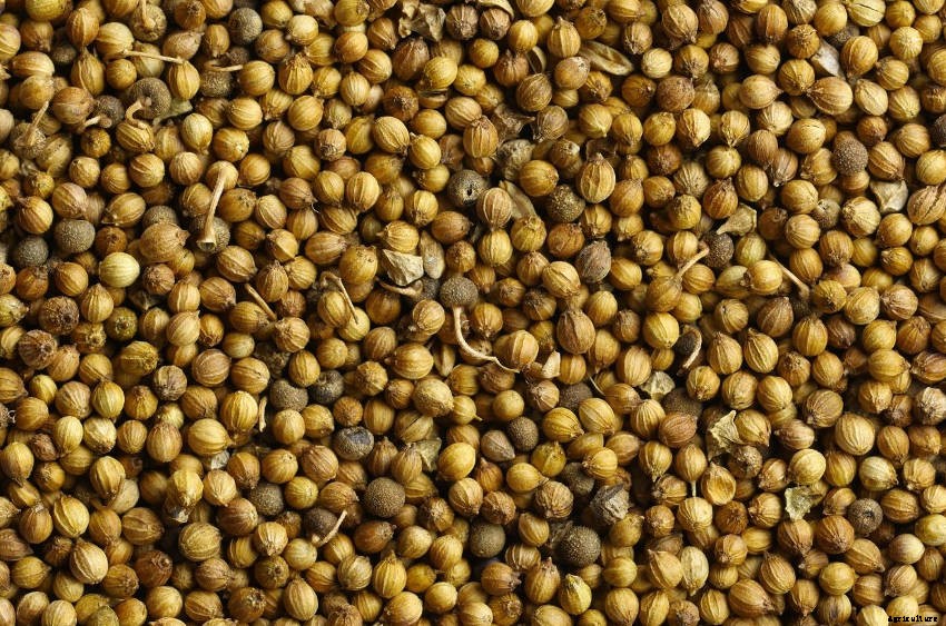 How to Grow Coriander Successfully from Seed
