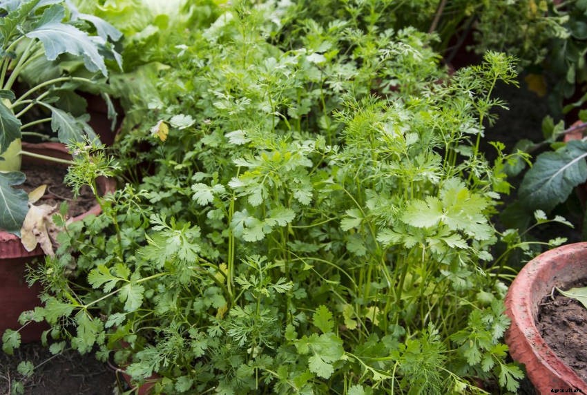 How to Grow Coriander Successfully from Seed