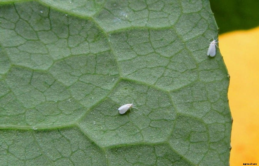 Controlling Whitefly Without Chemical Pesticides