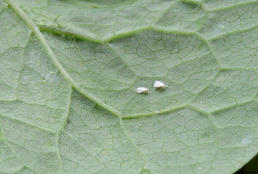 Controlling Whitefly Without Chemical Pesticides