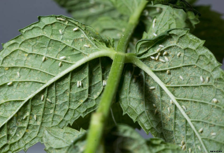 Controlling Whitefly Without Chemical Pesticides