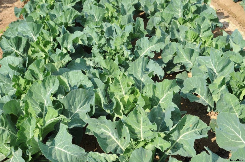 10 Reasons Your Cabbages Are Not Forming Heads