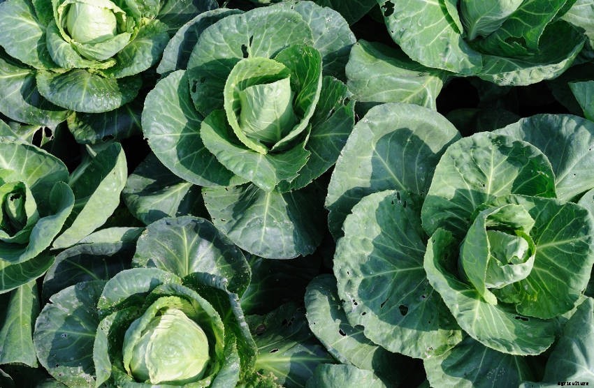 10 Reasons Your Cabbages Are Not Forming Heads