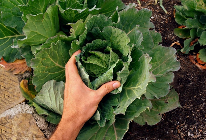 10 Reasons Your Cabbages Are Not Forming Heads