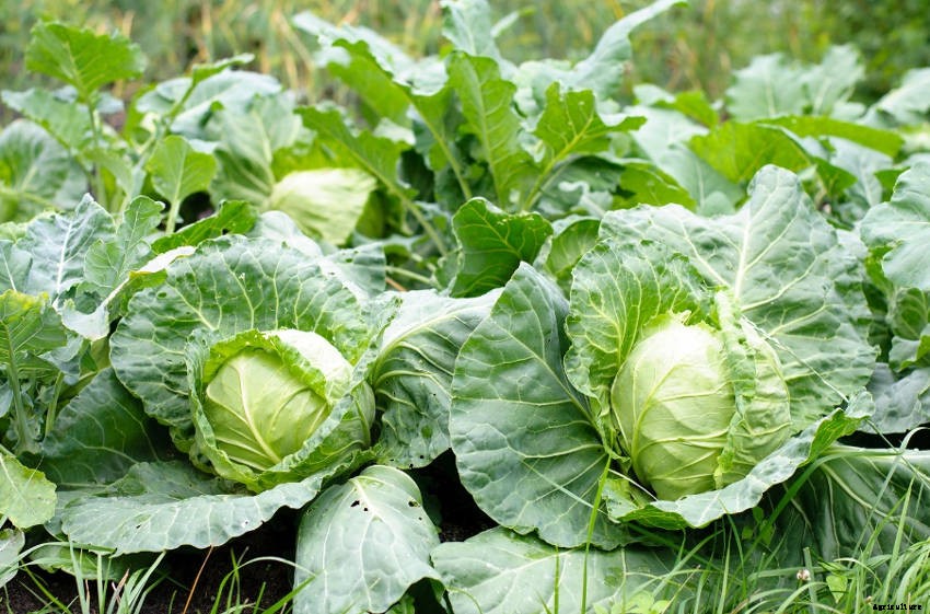 10 Reasons Your Cabbages Are Not Forming Heads
