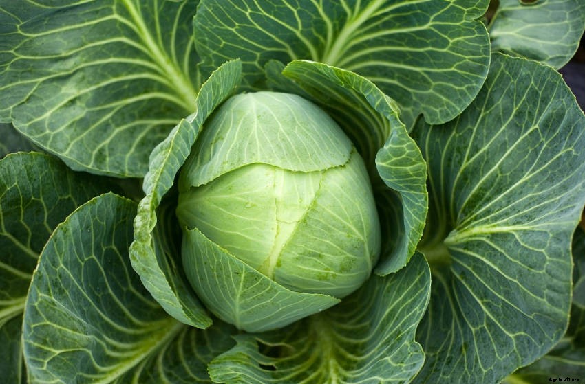10 Reasons Your Cabbages Are Not Forming Heads