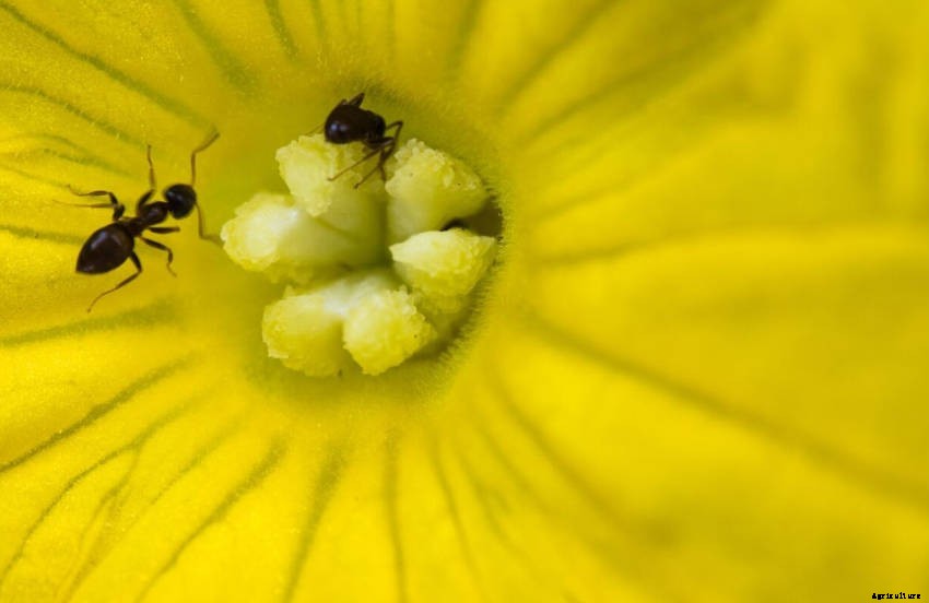 Ants in the Garden: a Mixture of Friend and Foe