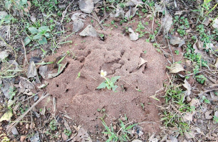 Ants in the Garden: a Mixture of Friend and Foe