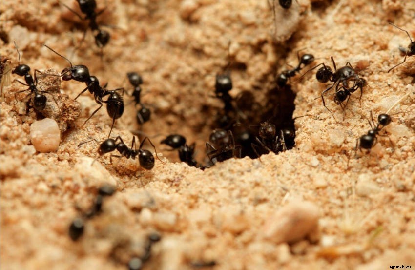 Ants in the Garden: a Mixture of Friend and Foe