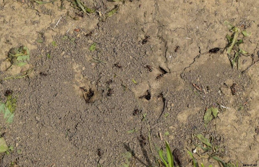 Ants in the Garden: a Mixture of Friend and Foe