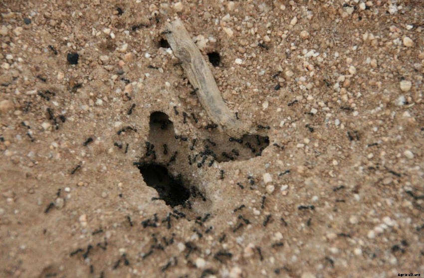 Ants in the Garden: a Mixture of Friend and Foe