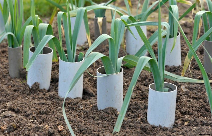 Blanching Vegetables for a Better Flavour, Colour, and Texture