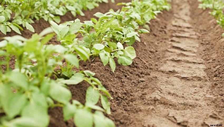 Blanching Vegetables for a Better Flavour, Colour, and Texture