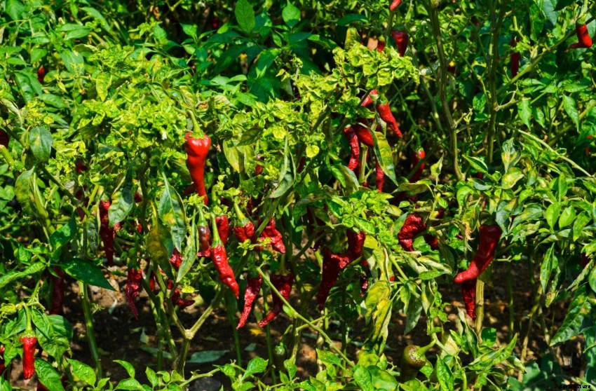 How to Overwinter Chillies for a Heavier Harvest Next Year