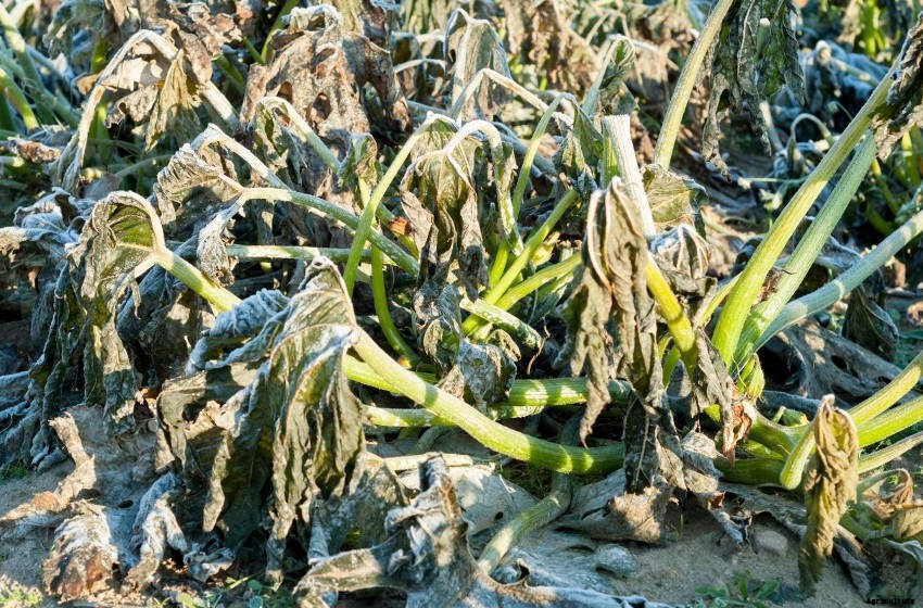 How to Protect Plants from Frost