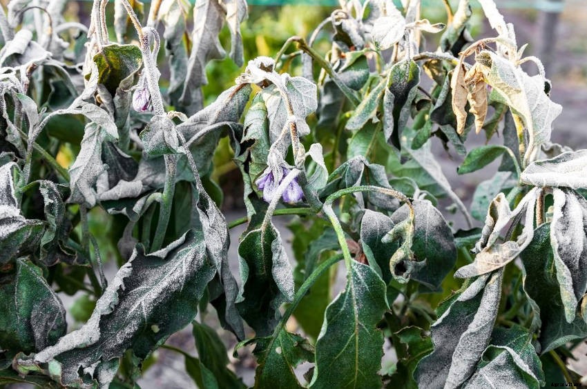 How to Protect Plants from Frost