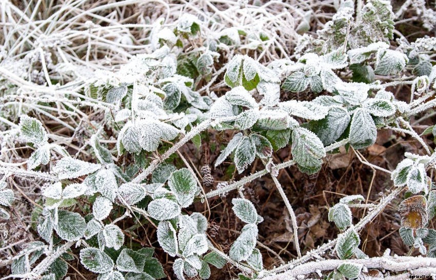 How to Protect Plants from Frost