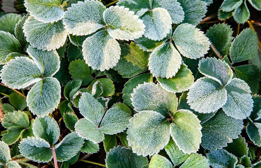 How to Protect Plants from Frost
