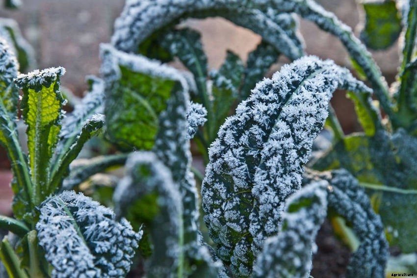 How to Protect Plants from Frost