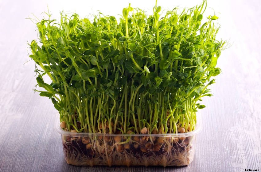 5 Reasons You Should Grow Microgreens for Your Kitchen