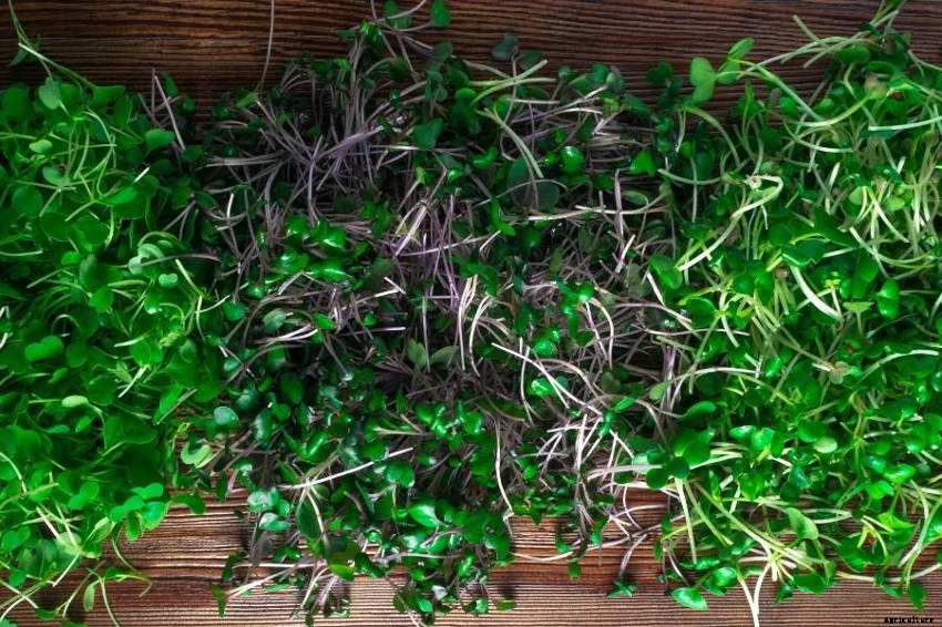 5 Reasons You Should Grow Microgreens for Your Kitchen