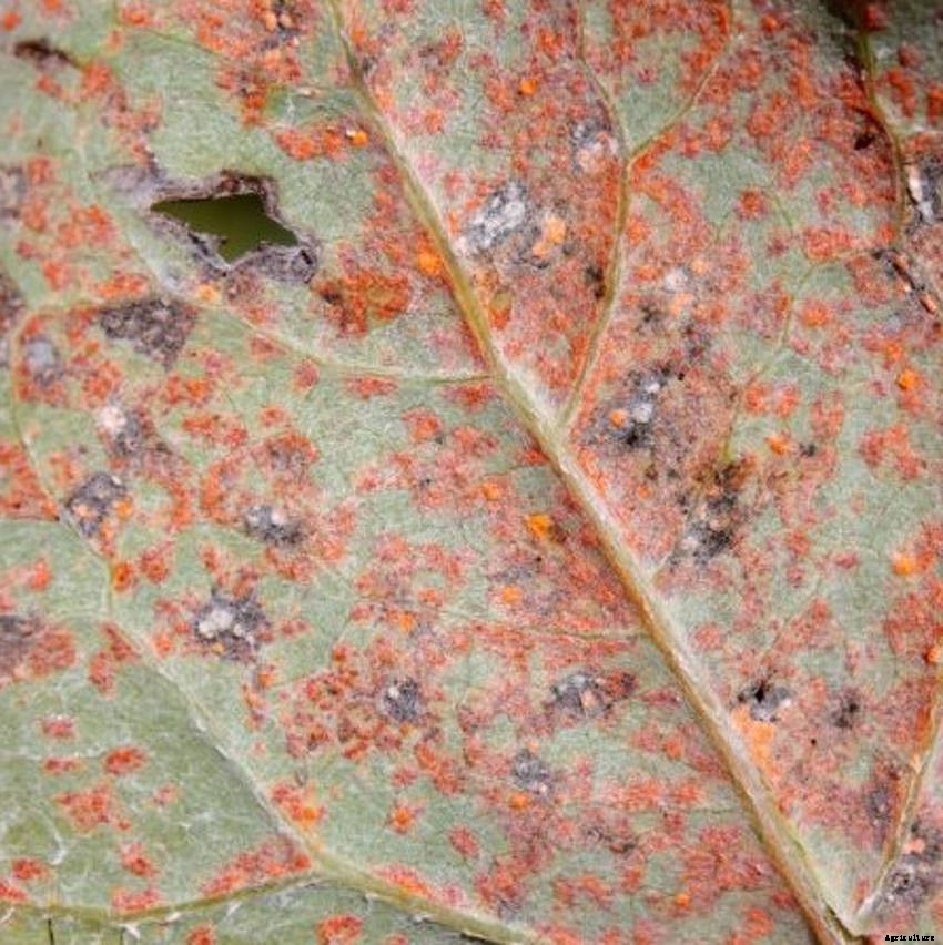 Rust Fungus: Controlling and Preventing Infection in the Garden