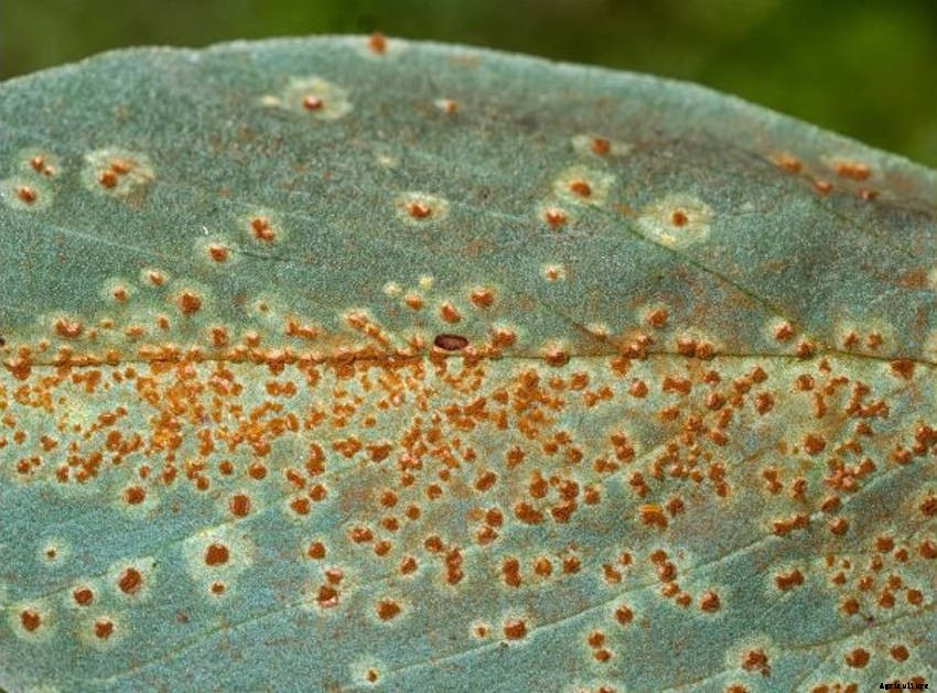 Rust Fungus: Controlling and Preventing Infection in the Garden