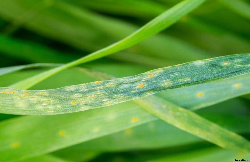 Rust Fungus: Controlling and Preventing Infection in the Garden
