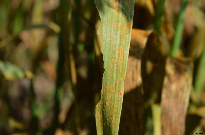 Rust Fungus: Controlling and Preventing Infection in the Garden