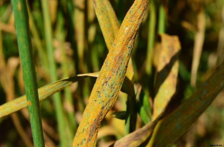 Rust Fungus: Controlling and Preventing Infection in the Garden
