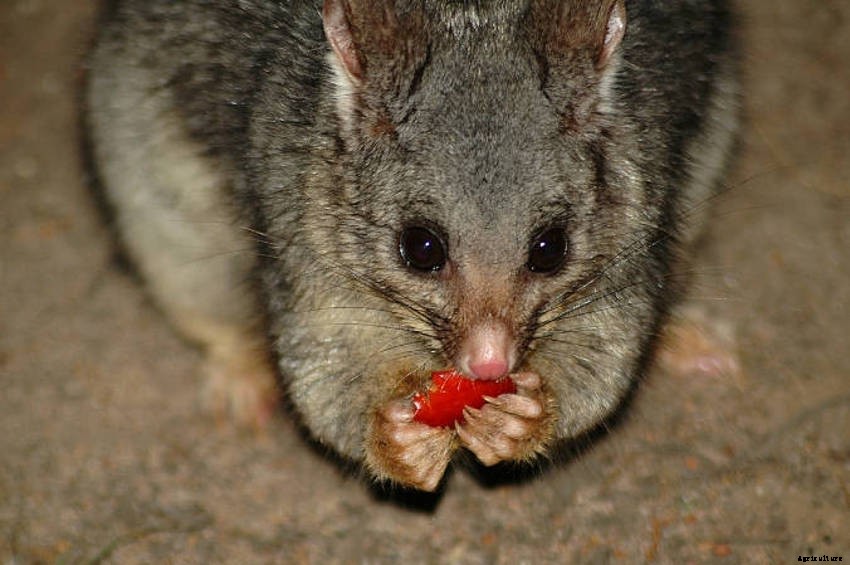 Possum Problems? How to Deter Them Without Causing Harm