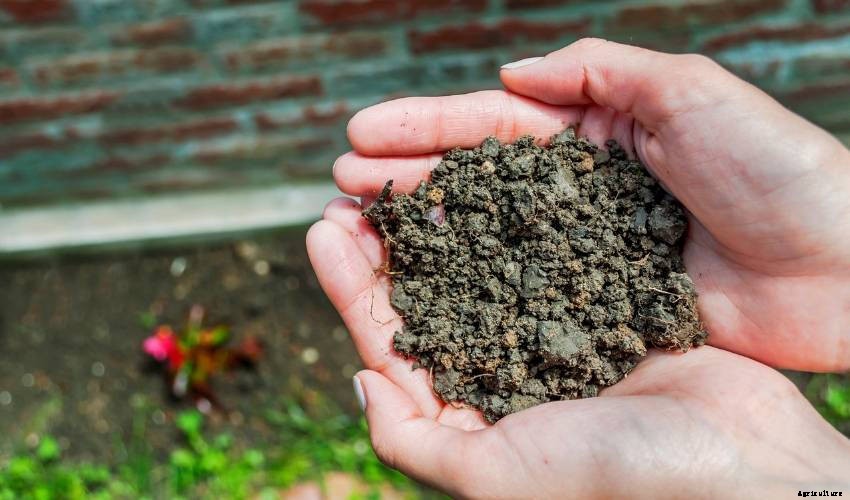 The Importance of Soil Type - And How to Manage Yours