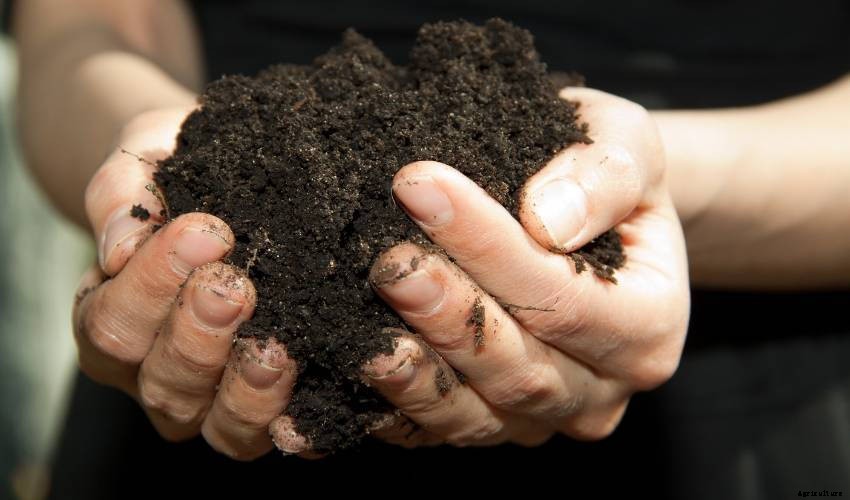The Importance of Soil Type - And How to Manage Yours